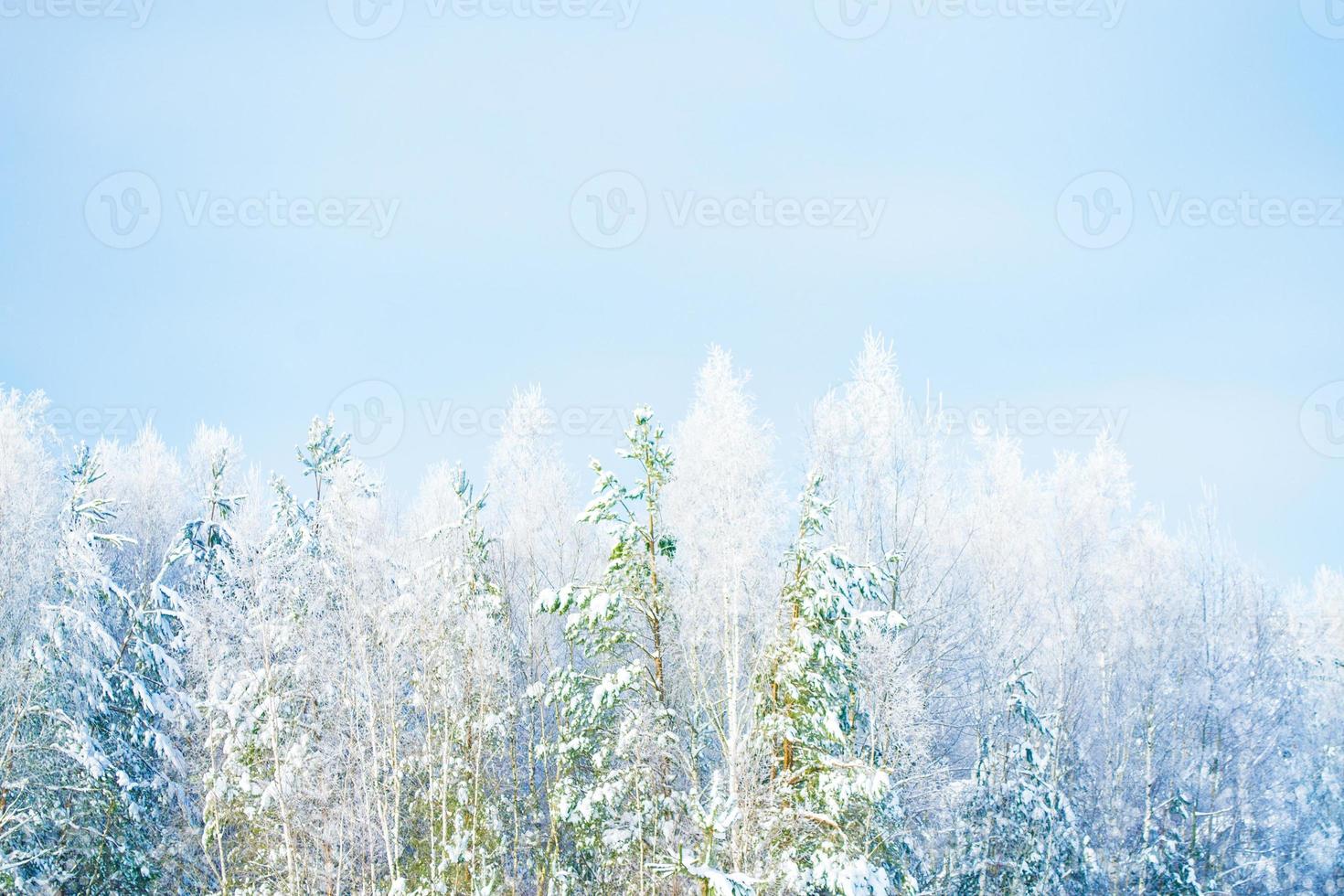 foresta invernale ghiacciata con alberi innevati. foto