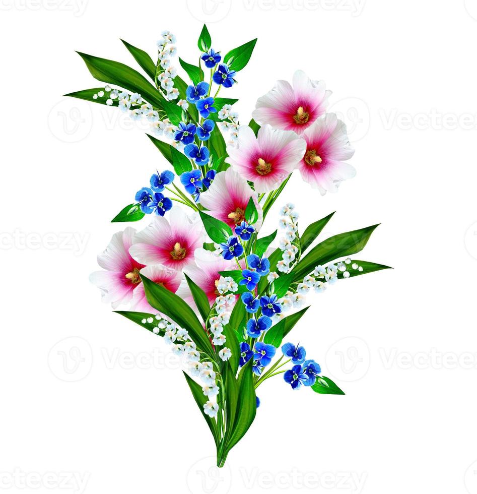 fiori di malva isolati su sfondo bianco foto