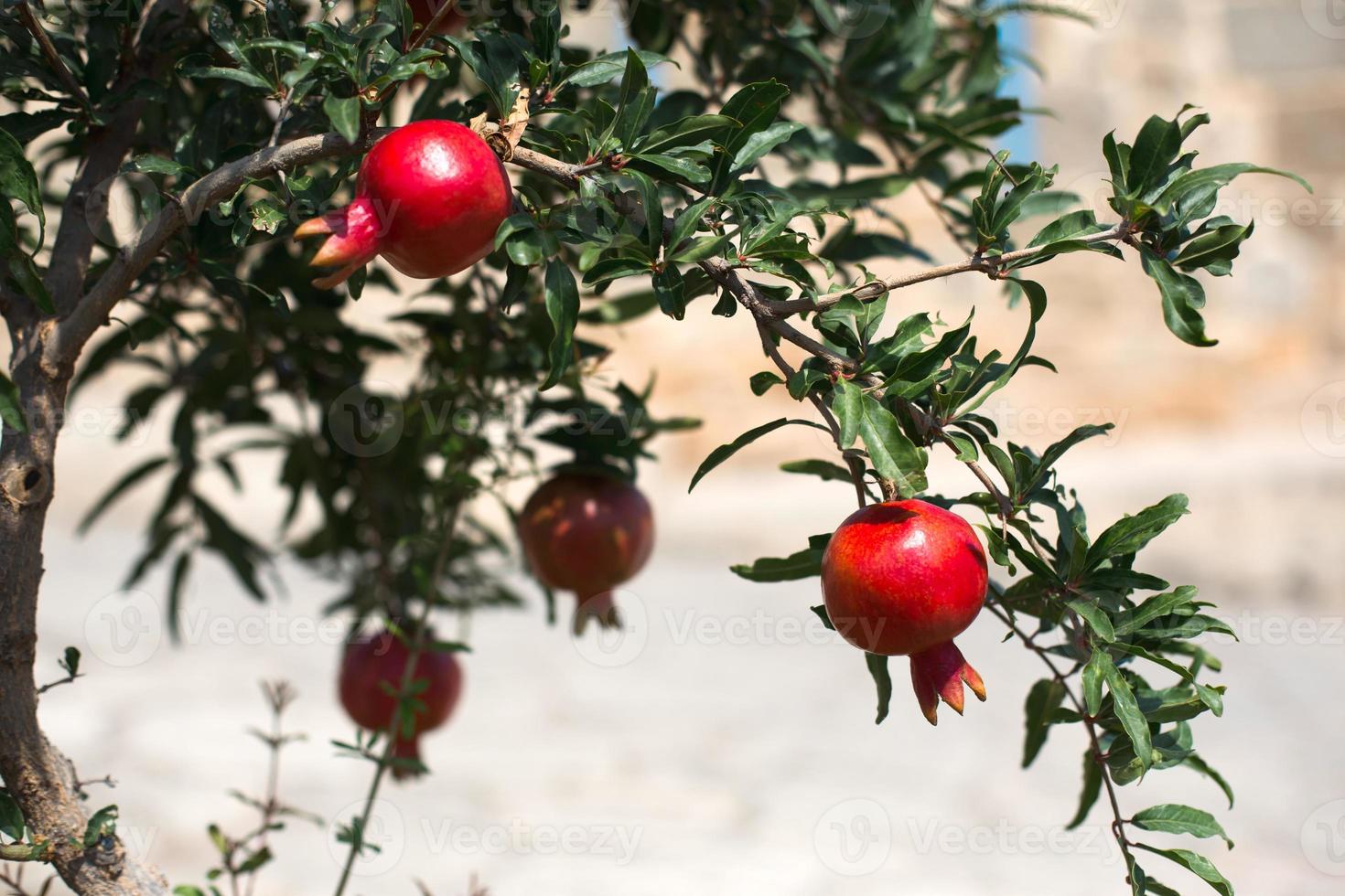 un melograno rosso maturo è appeso a un ramo di un albero da frutto. cibo naturale, ecologico, frutteto foto