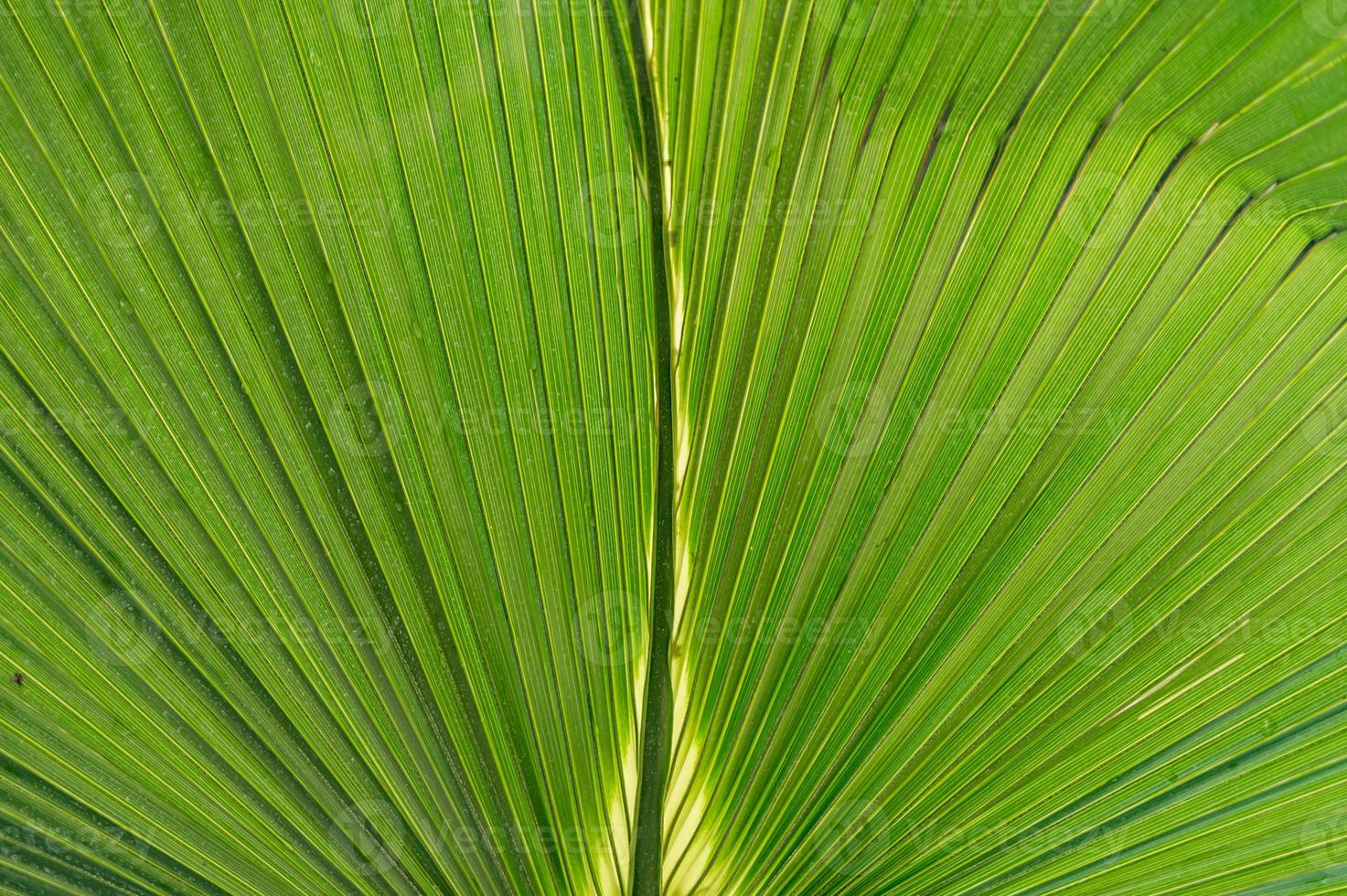 primo piano di foglia di palma verde foto