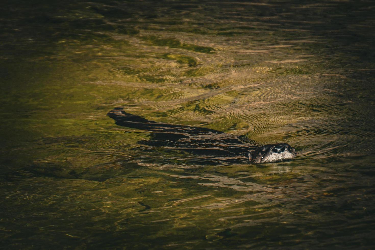 lontra che nuota nello stagno allo zoo foto