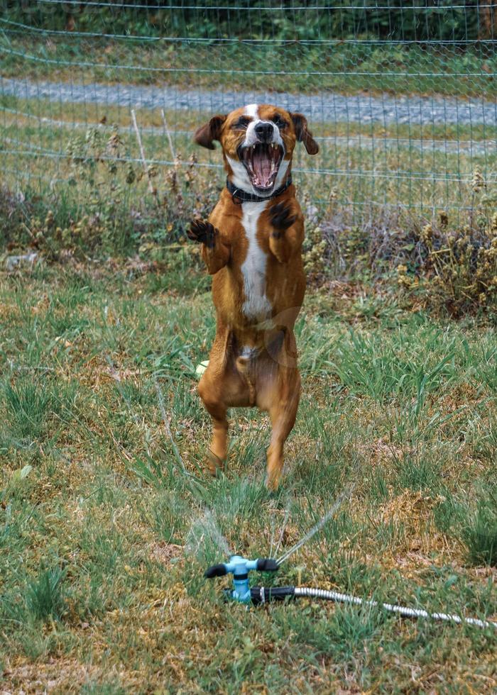 rosten il bassotto mescola i salti del cane agli irrigatori d'acqua foto