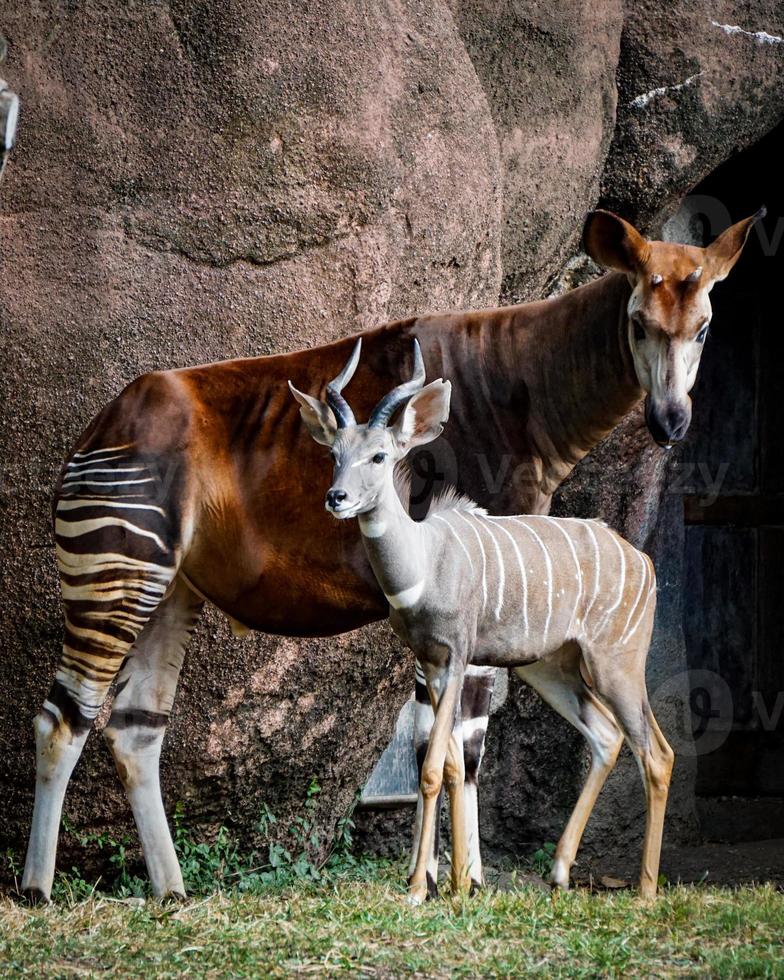 okapi con l'amico antilope kudu foto