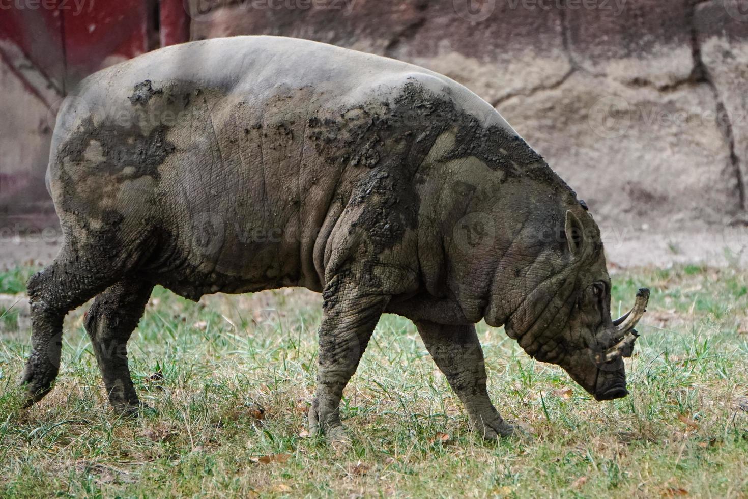 maiale babirusa che cammina attraverso l'erba foto