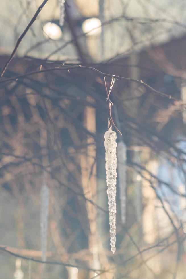 ghiacciolo trasparente appeso al ramo di un albero. decorazione natalizia, tonica foto