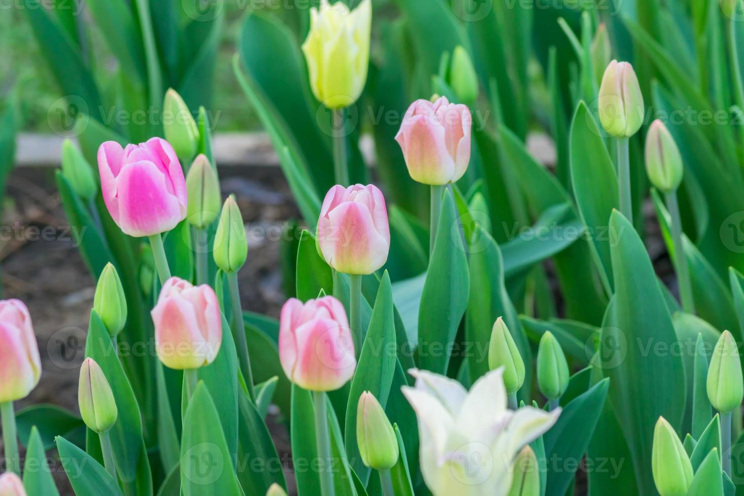 campo colorato di tulipani rosa e gialli in giardino foto