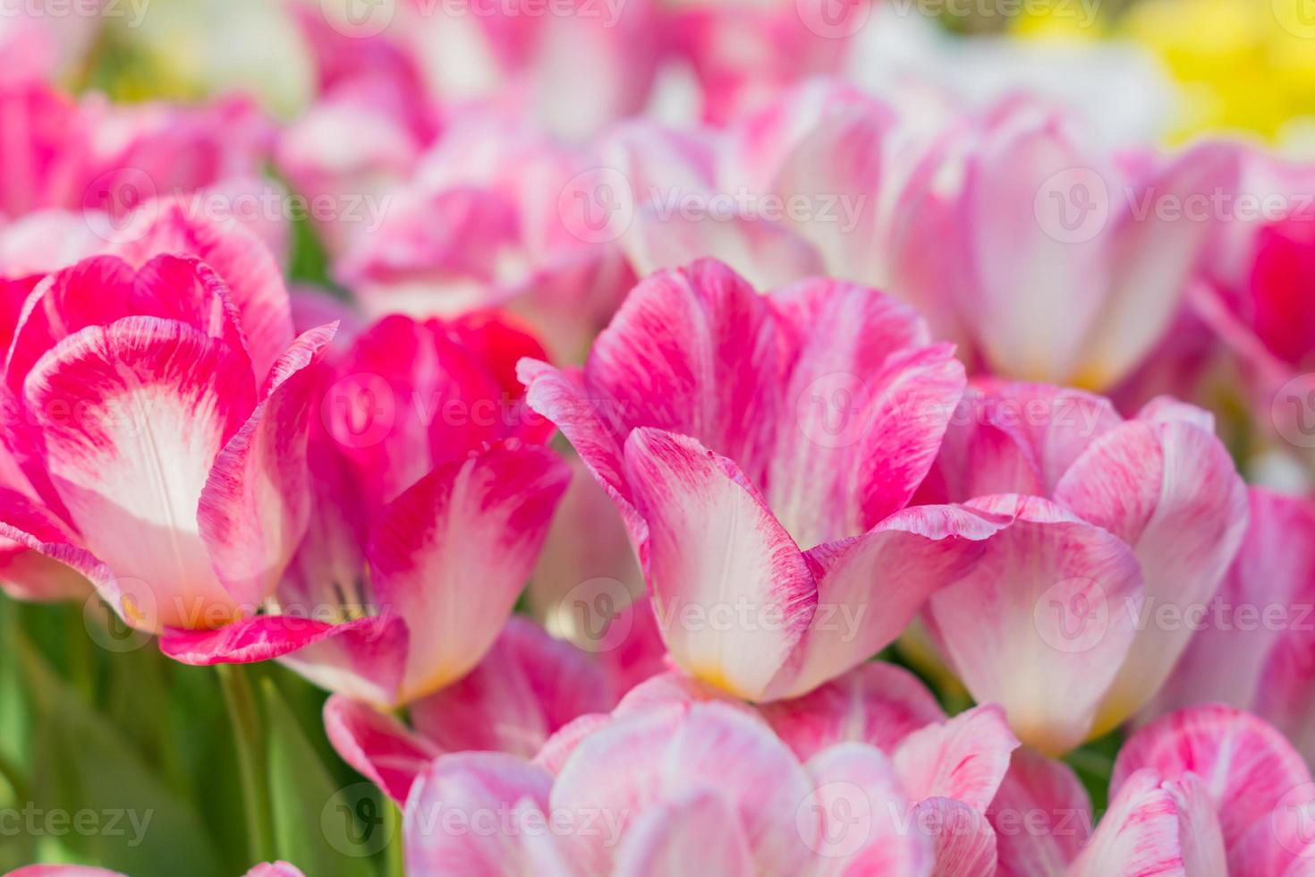 luminoso campo fiorito di tulipani primaverili di colore viola e bianco foto