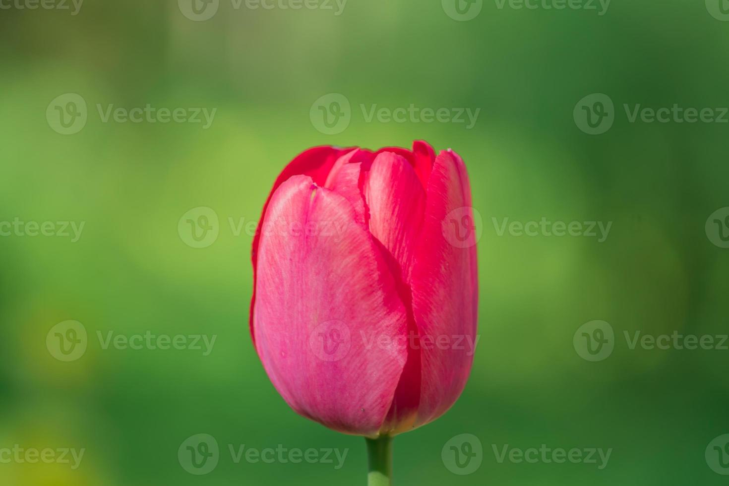 primo piano di un singolo tulipano rosa in fiore su sfondo verde sfocato foto