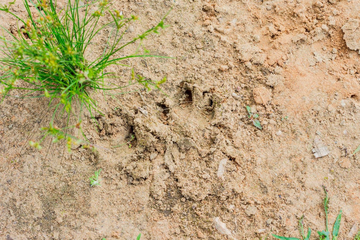 tracce di cane su terreno asciutto, pow footpint foto