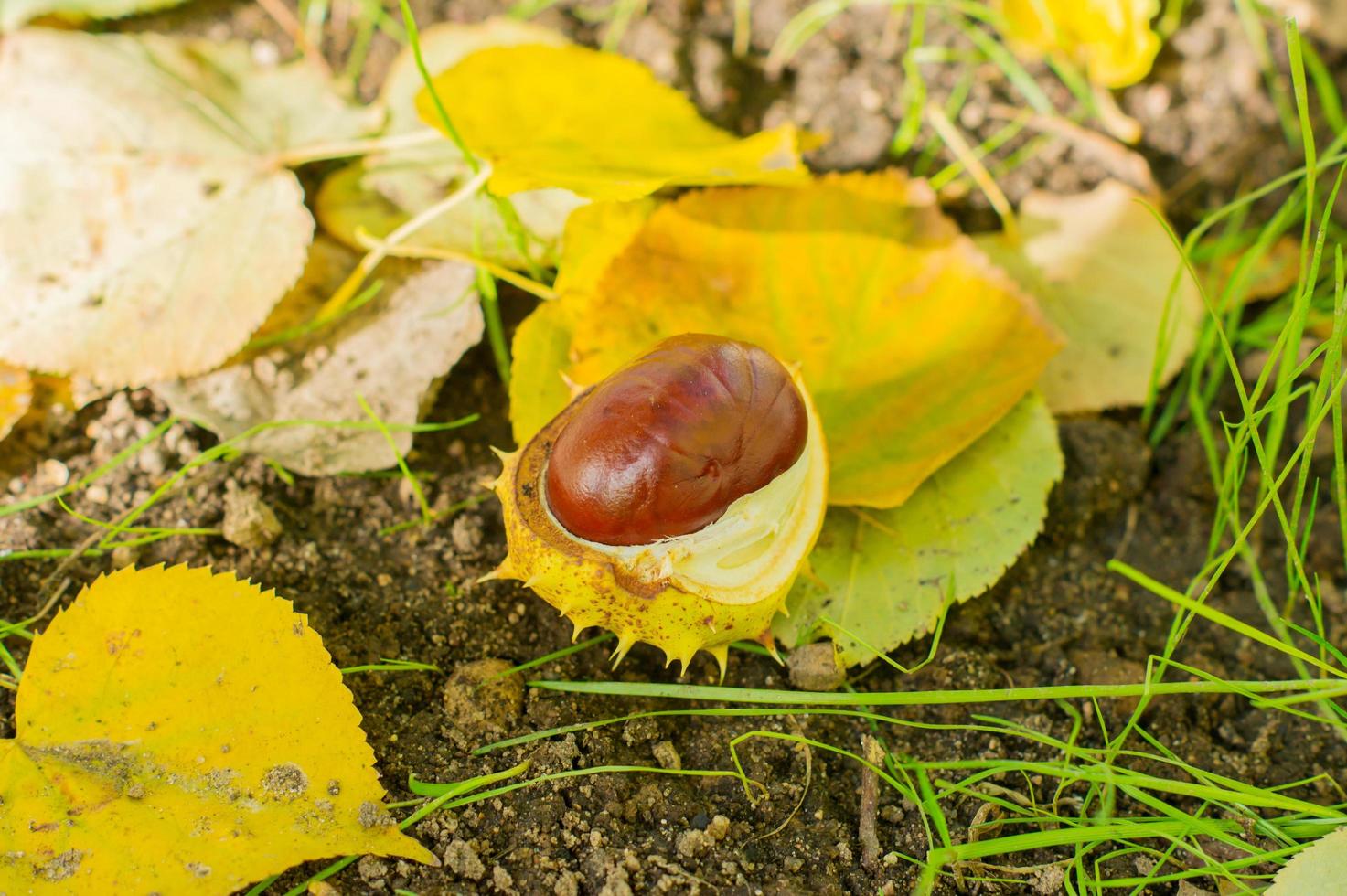 foglie autunnali e castagne a terra foto