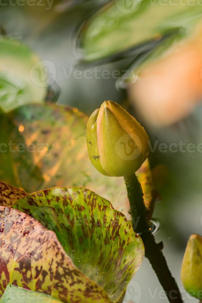 laghetto delle ninfee nel giardino tropicale, primo piano del germoglio della ninfea foto