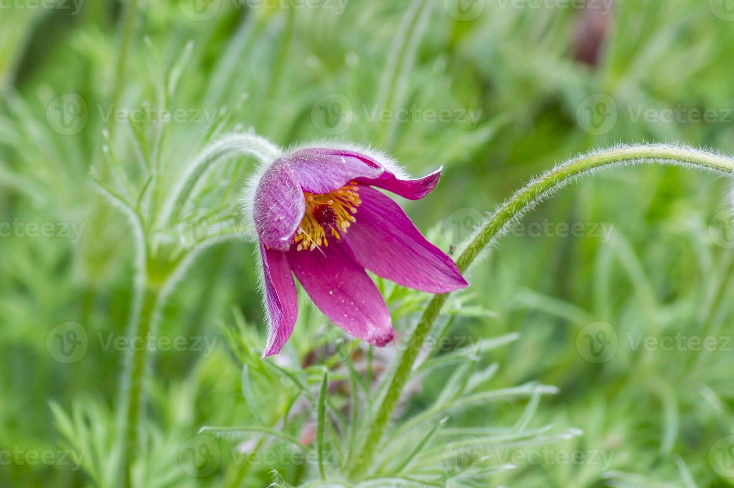 pulsatilla patens in giardino foto