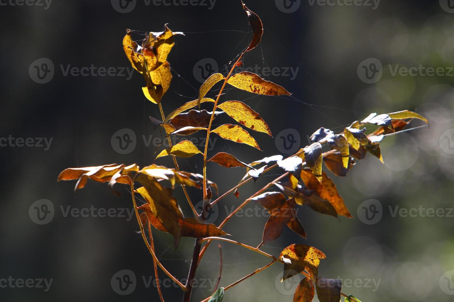 ragnatele - ragnatele su rami e foglie di alberi in un parco cittadino. foto