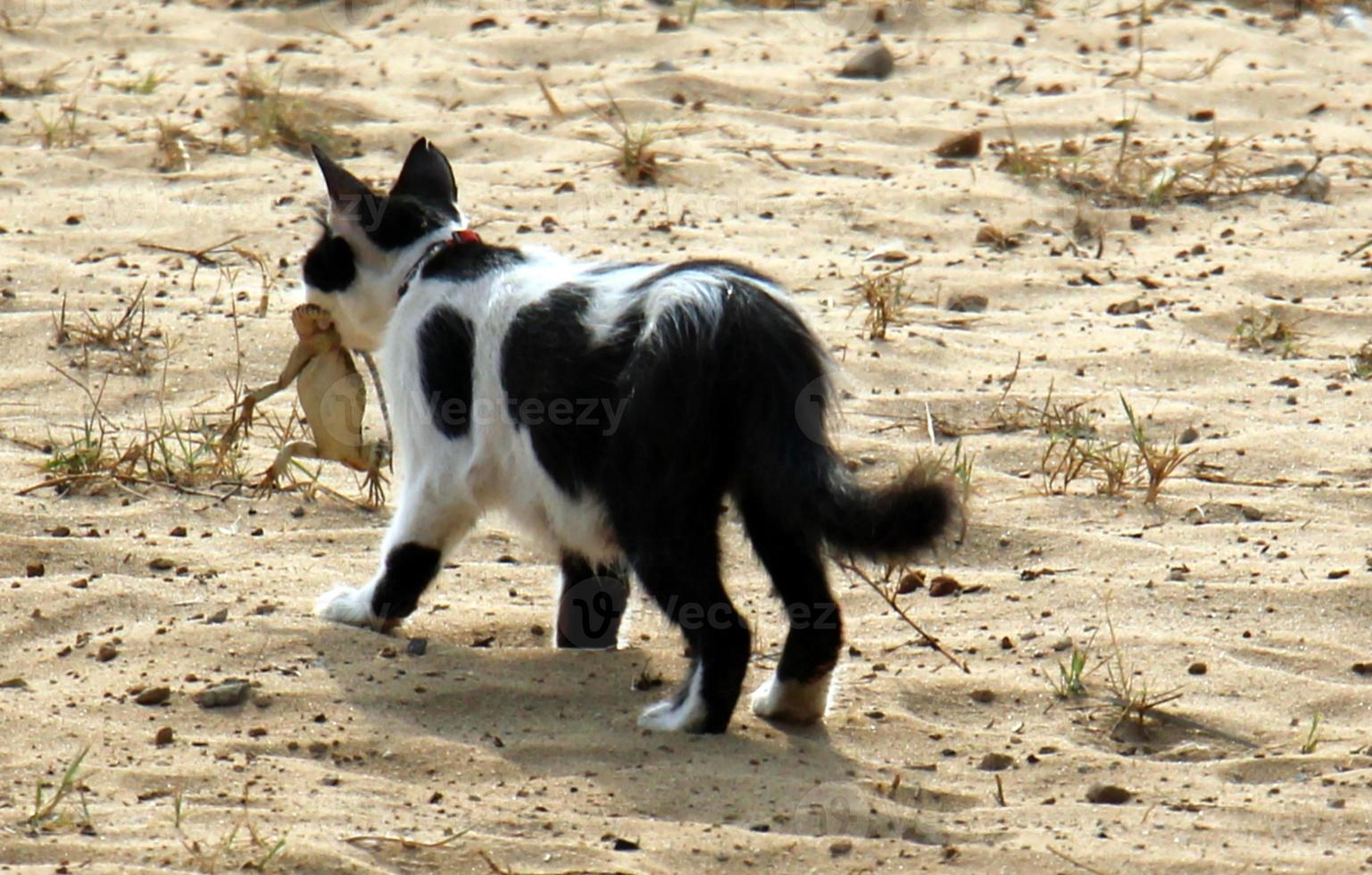 il gatto domestico è un mammifero della famiglia felina dell'ordine dei carnivori. foto