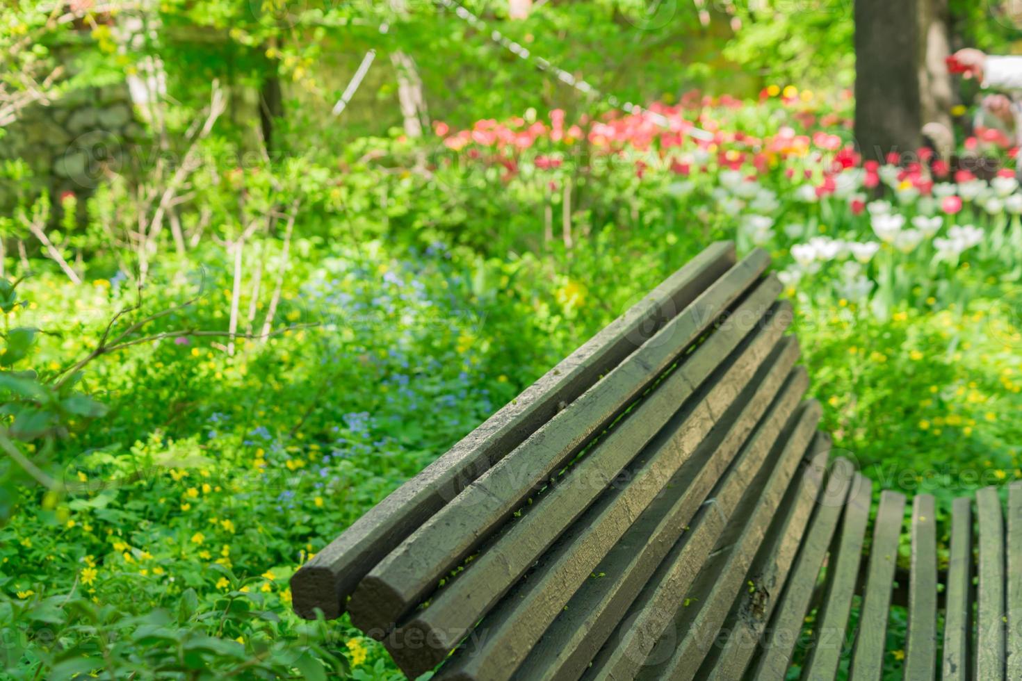 panca di legno vuota nel parco fiorito in primavera foto