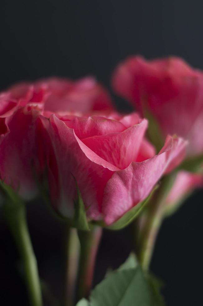 rose rosa in un vaso bianco su sfondo nero foto