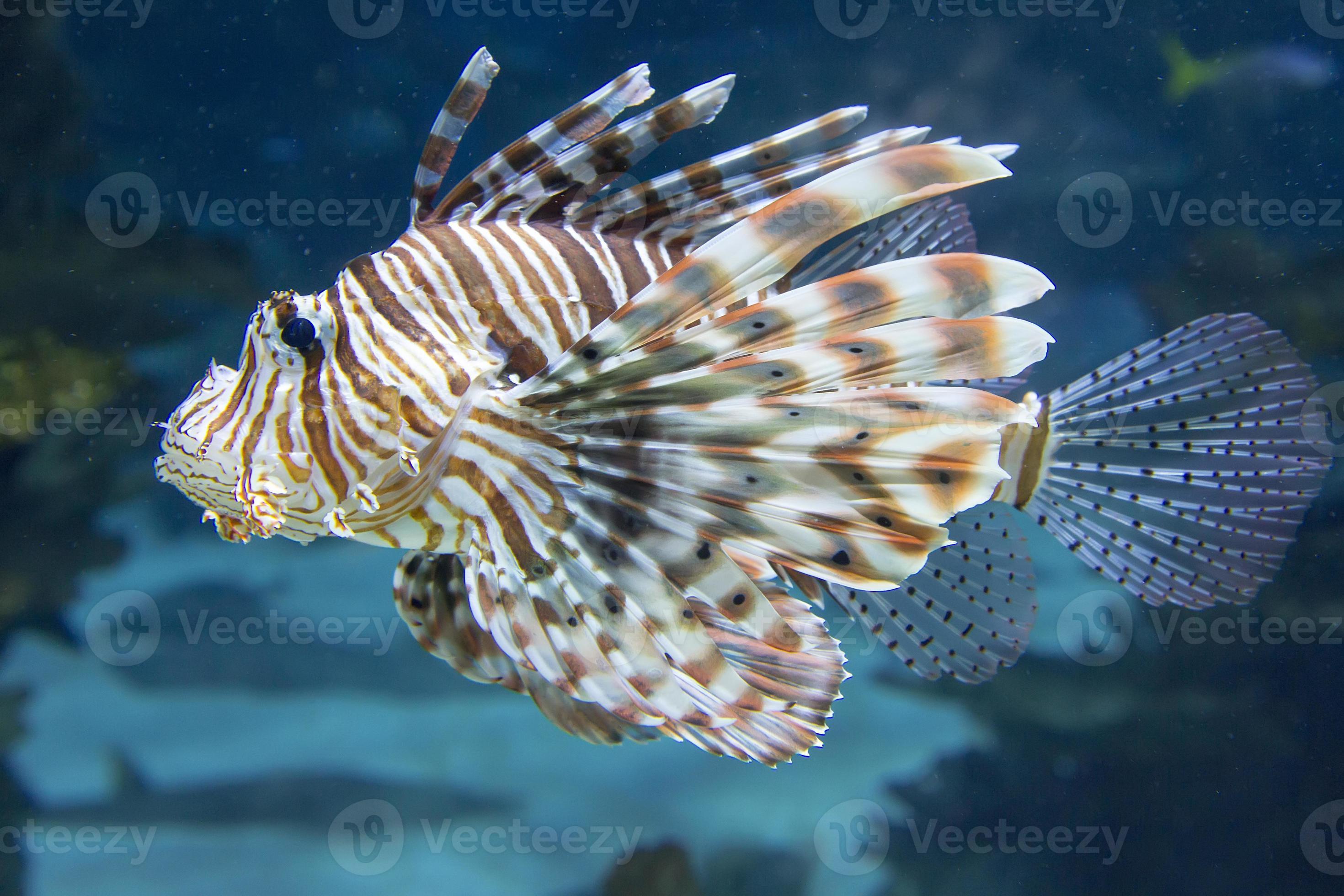 lionfish rosso foto