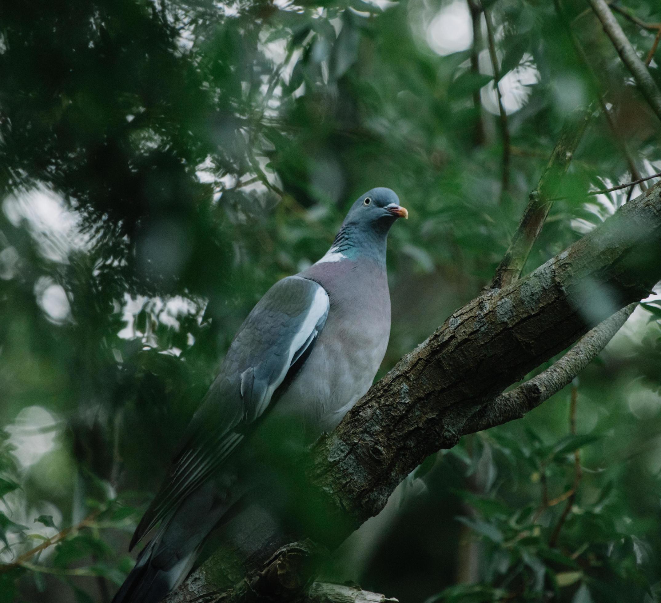 uccello blu e bianco sul ramo di un albero foto