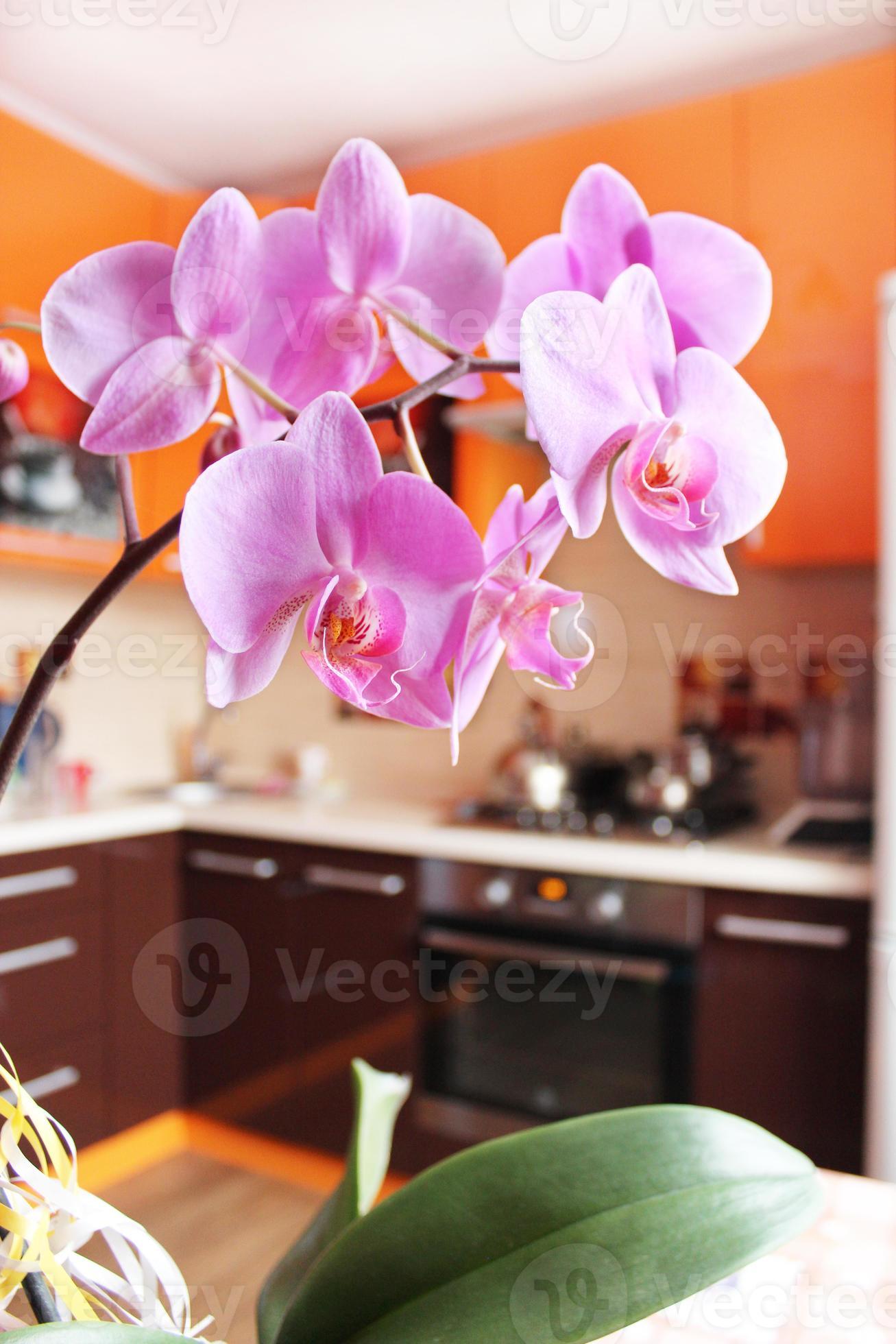 orchidee rosa nella lussuosa cucina foto
