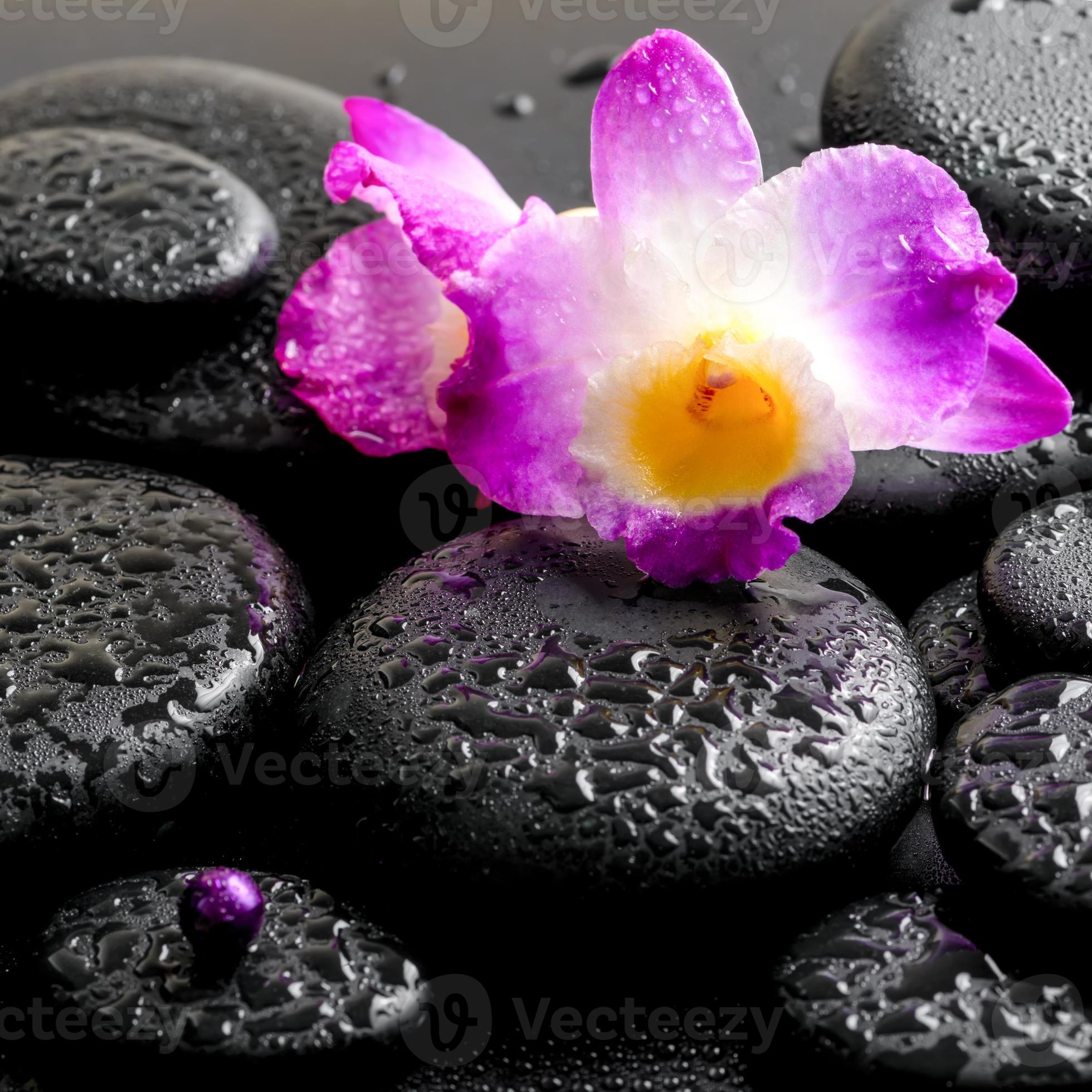 bella orchidea viola dendrobium con gocce sul nero foto