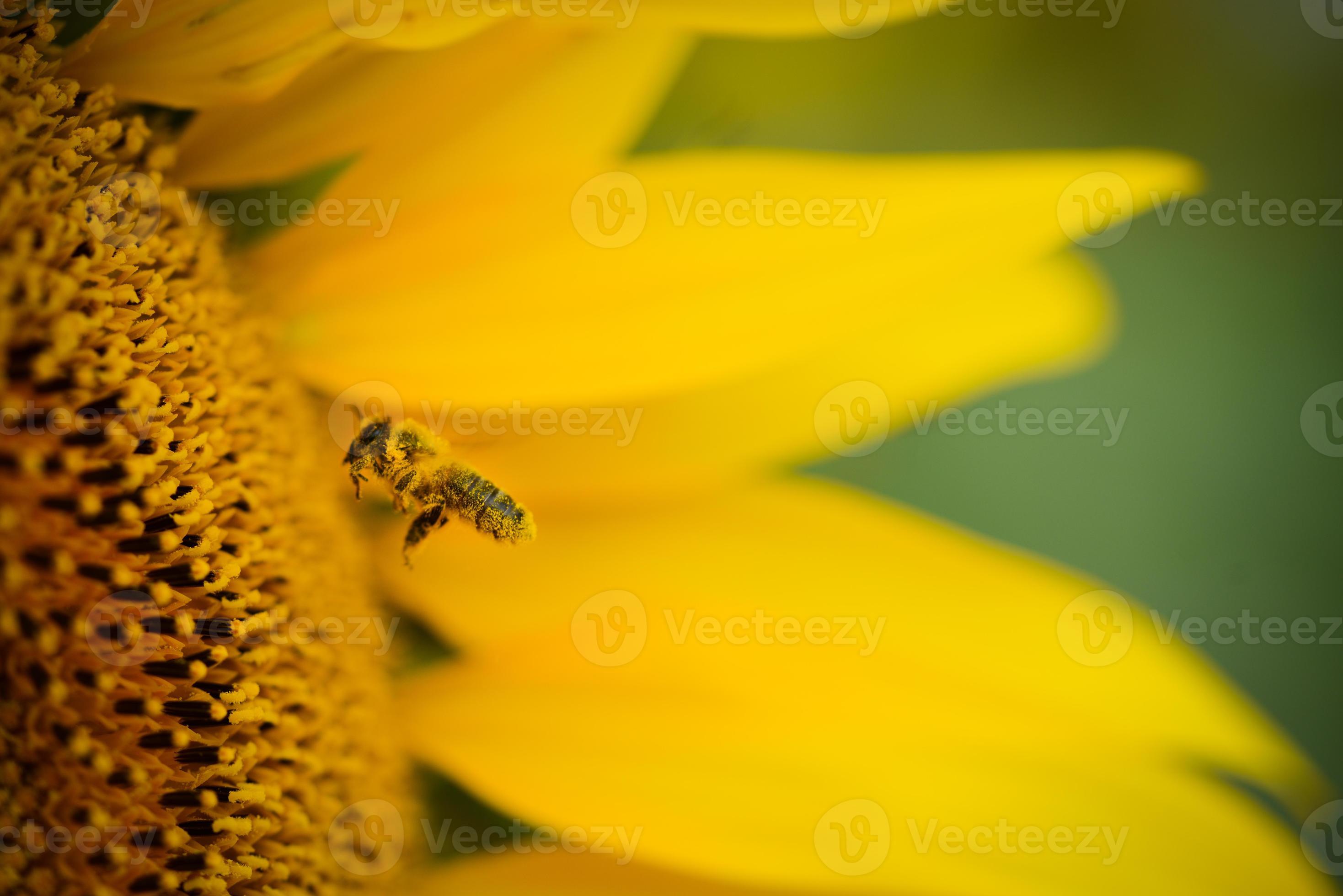 primo piano macro colpo di api per raccogliere il polline di girasole foto