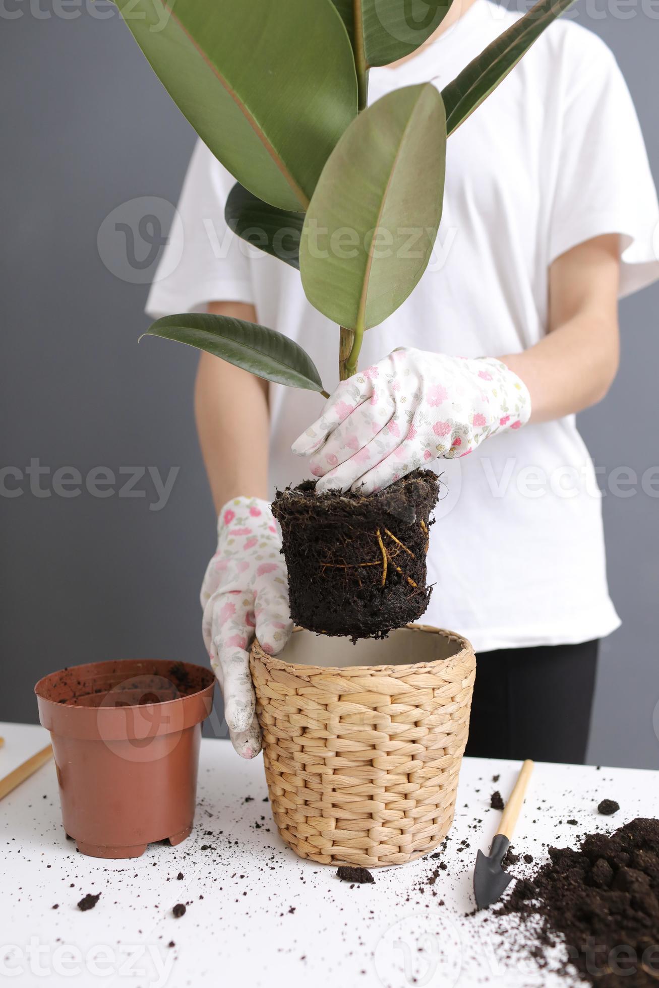 donna che ripianta il fiore di ficus in un nuovo vaso di vimini, il  trapianto di pianta d'appartamento a casa. giovane bella donna che si  prende cura di piante da appartamento in