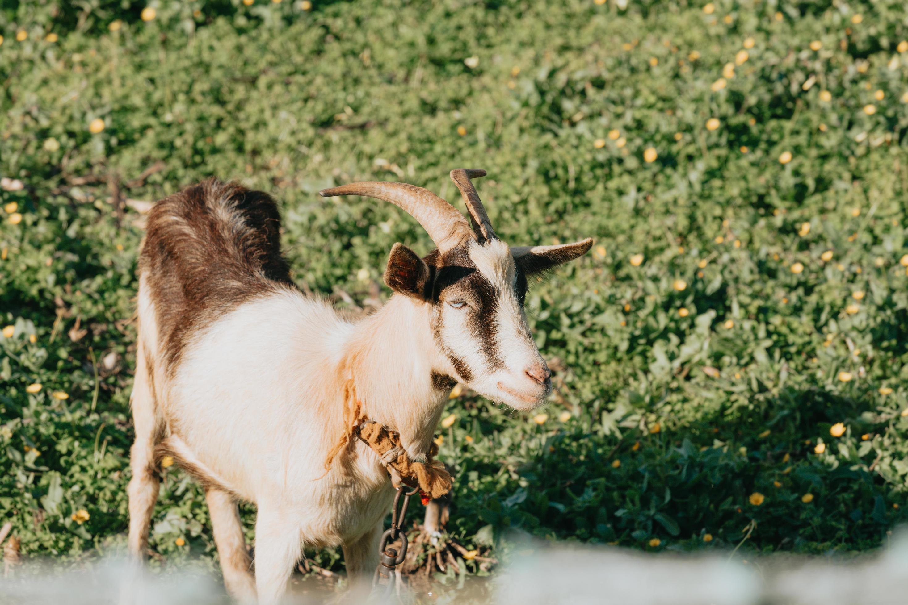 un primo piano di una capra che mangia erba mentre ci si rilassa sull'erba foto