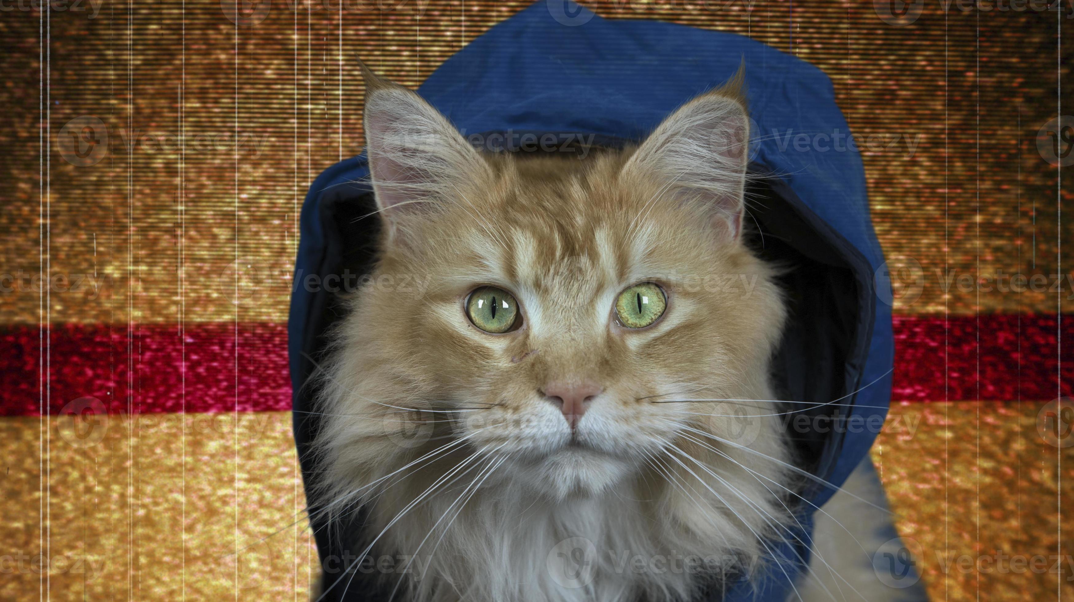 bellissimo discoteca gatto indossare un' felpa con cappuccio 21795593 Stock  Photo su Vecteezy