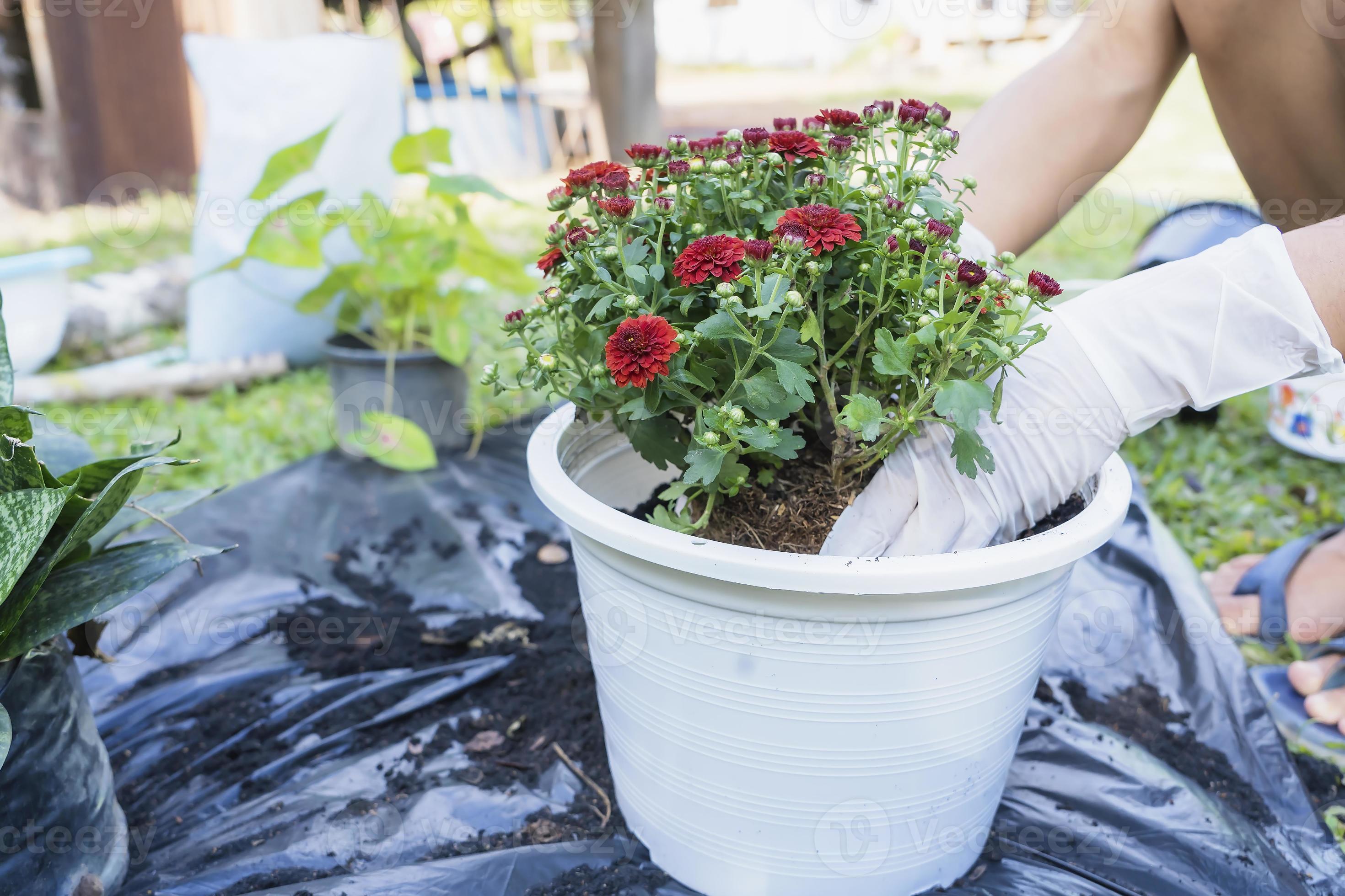 avvicinamento di un' bianca vaso di fiori e donna di mani con bianca guanti  preparazione il suolo per piantare fiori in un' pentola. piantare fiori nel  il giardino casa. giardinaggio a estate