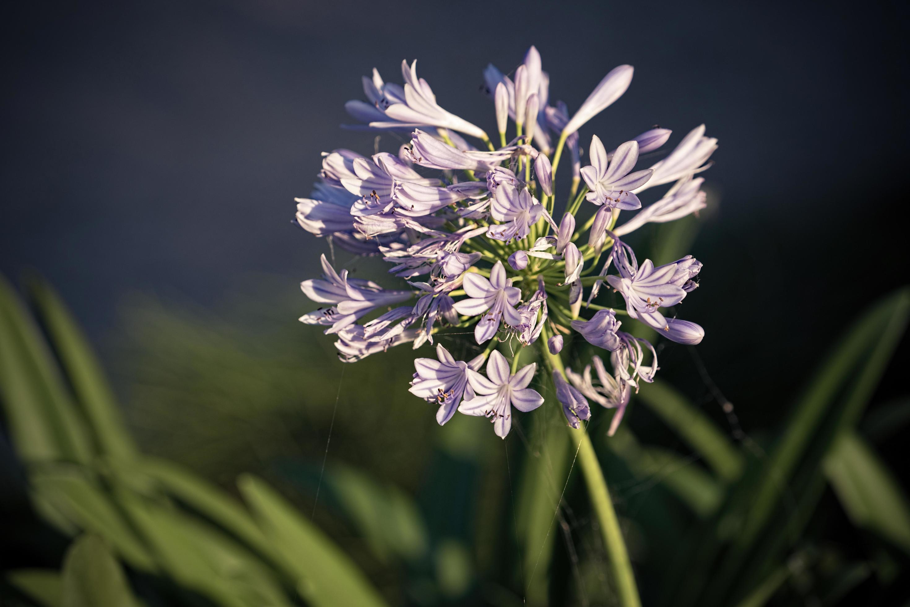 primo piano di un giglio africano, o agapanthus africanus, con uno sfondo  sfocato 2264019 Foto d'archivio