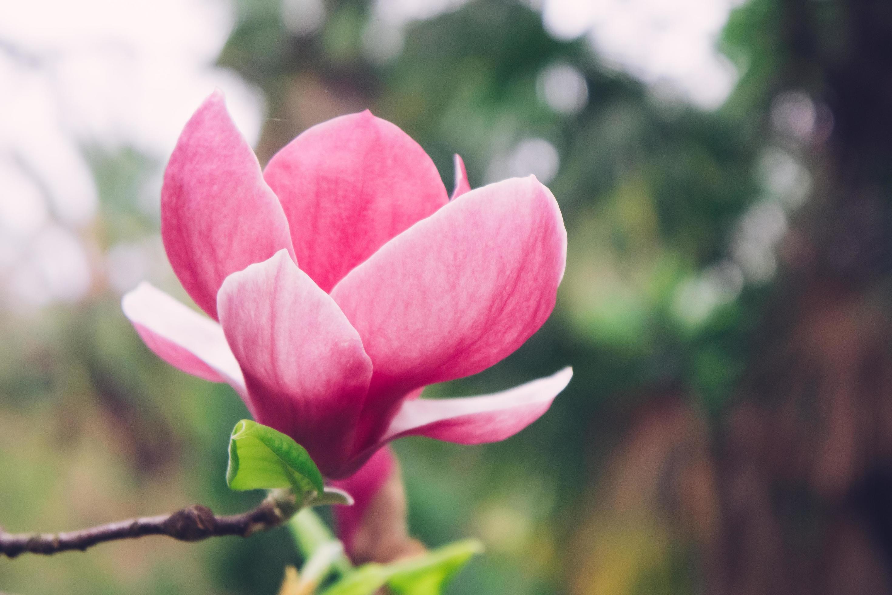 fiore di magnolia rosa con uno sfondo sfocato 2291674 Foto d'archivio