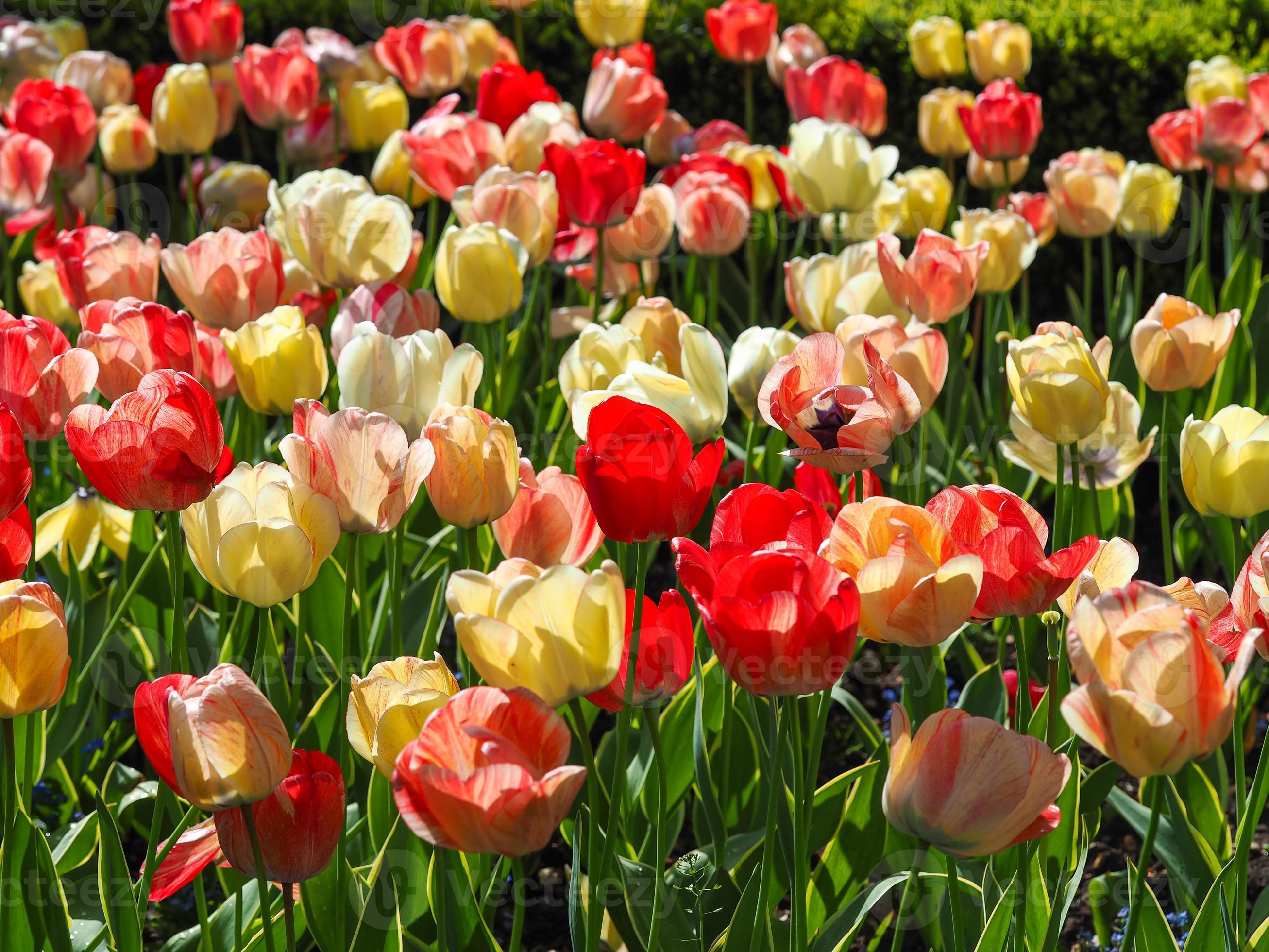 display tulipano misto in un giardino primaverile foto