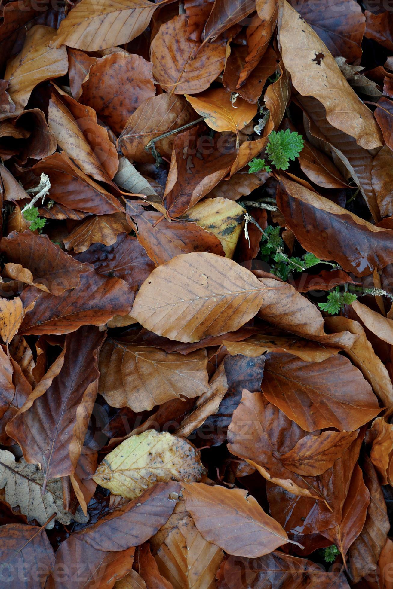 foglie secche marroni sul terreno nella stagione autunnale foto