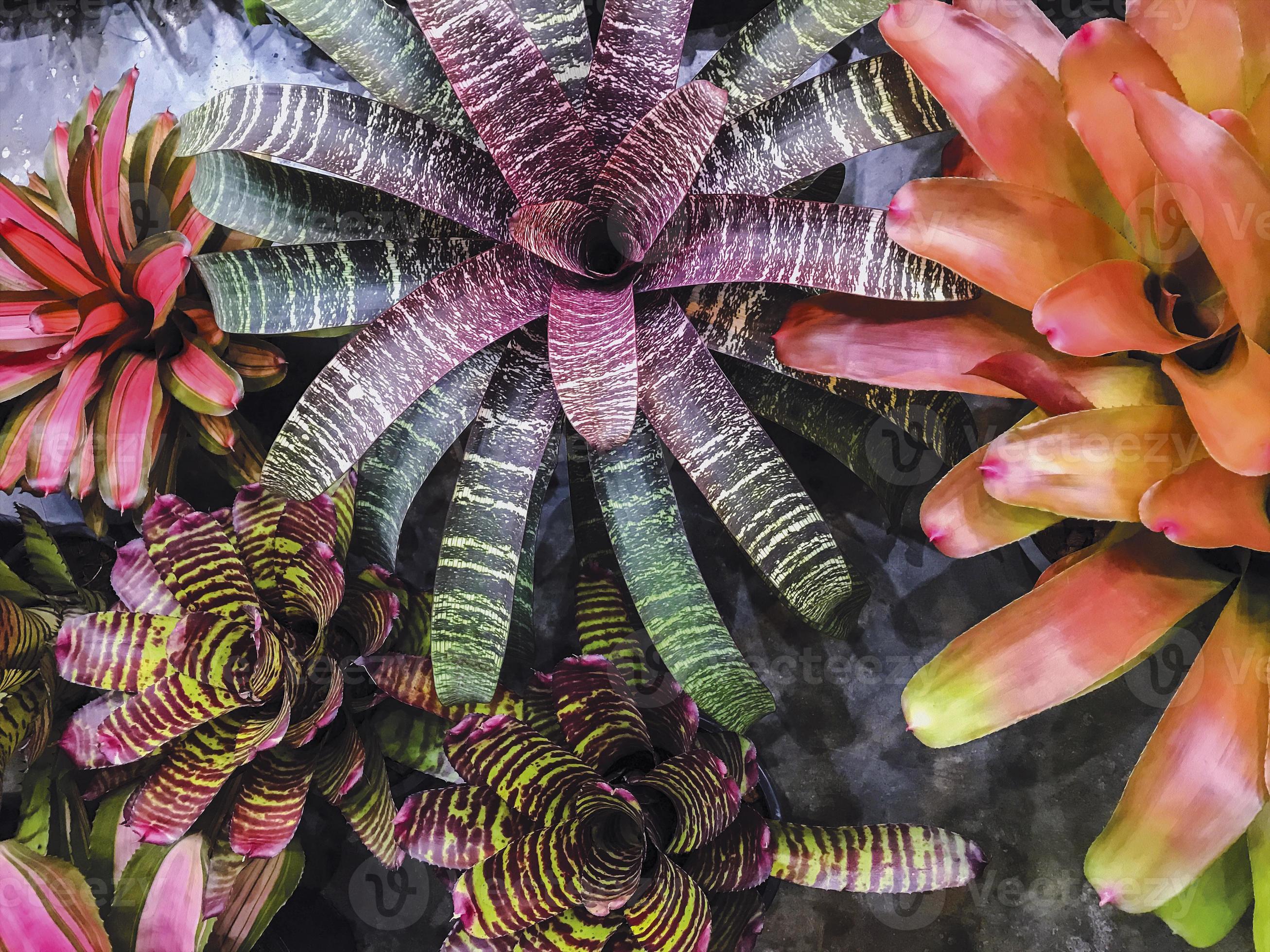 bromelia o pianta dell'urna nel giardino 2529077 Foto d'archivio