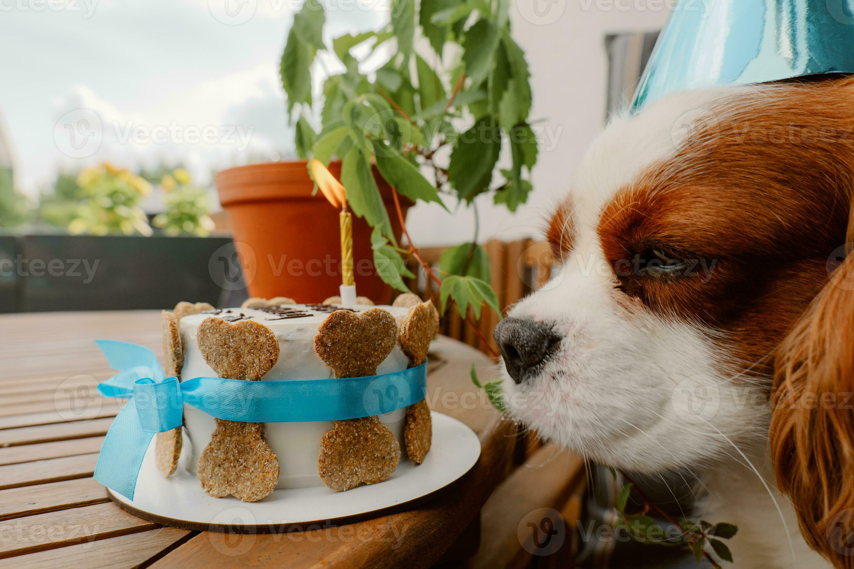 cani compleanno festa. torta per animale domestico fatto di biscotti nel  forma di carne ossa. carino cane indossare festa cappello a tavolo con  delizioso compleanno torta 26844481 Stock Photo su Vecteezy