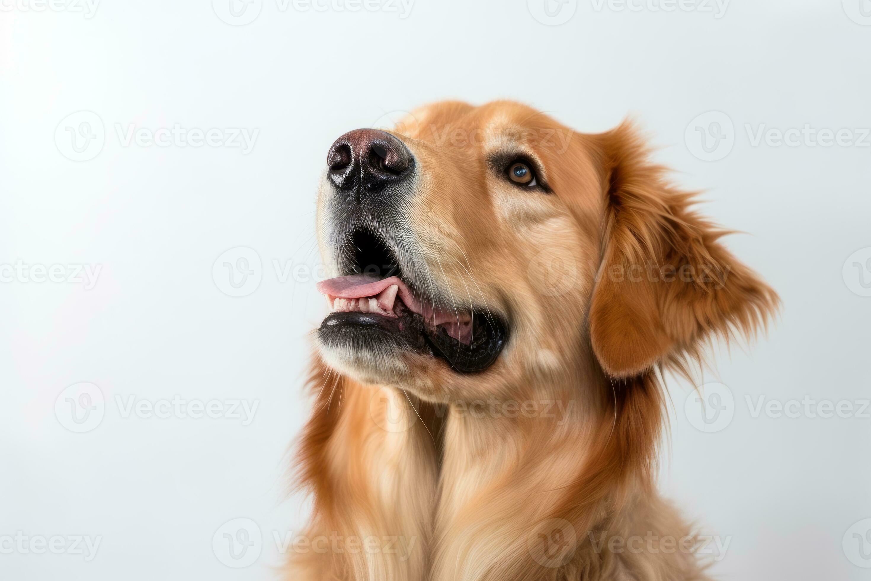 un' d'oro cane da riporto è guardare su a il telecamera generativo ai  28358409 Stock Photo su Vecteezy
