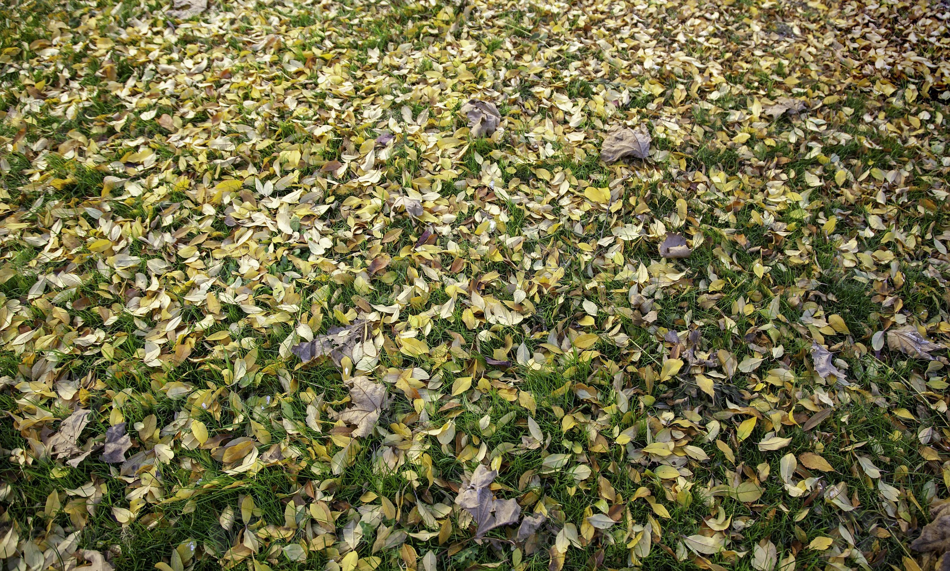 foglie d'autunno a terra foto