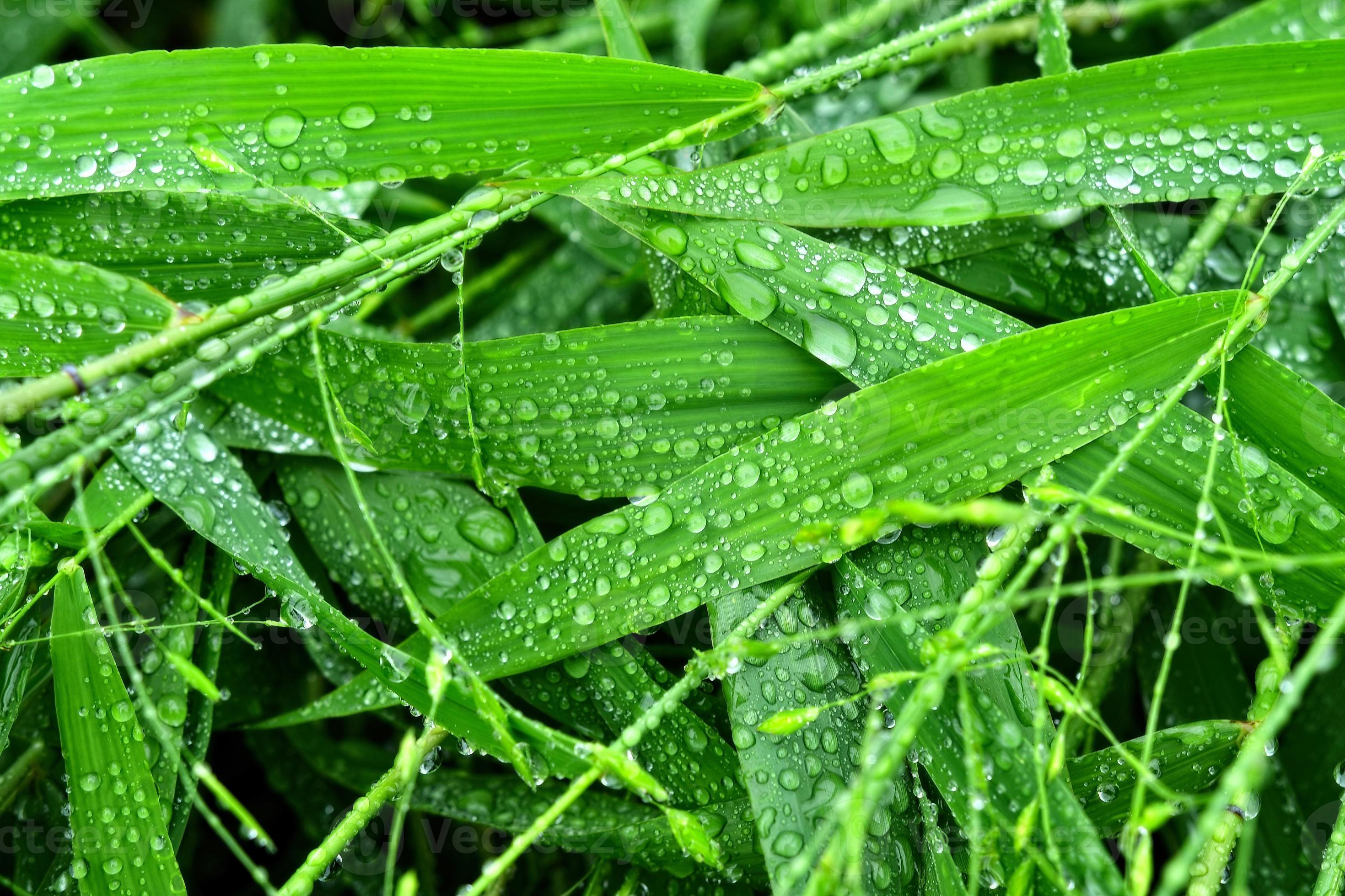 messa a fuoco selettiva. Immagine. primo piano del fogliame verde fresco con gocce d'acqua dopo la pioggia - immagine foto