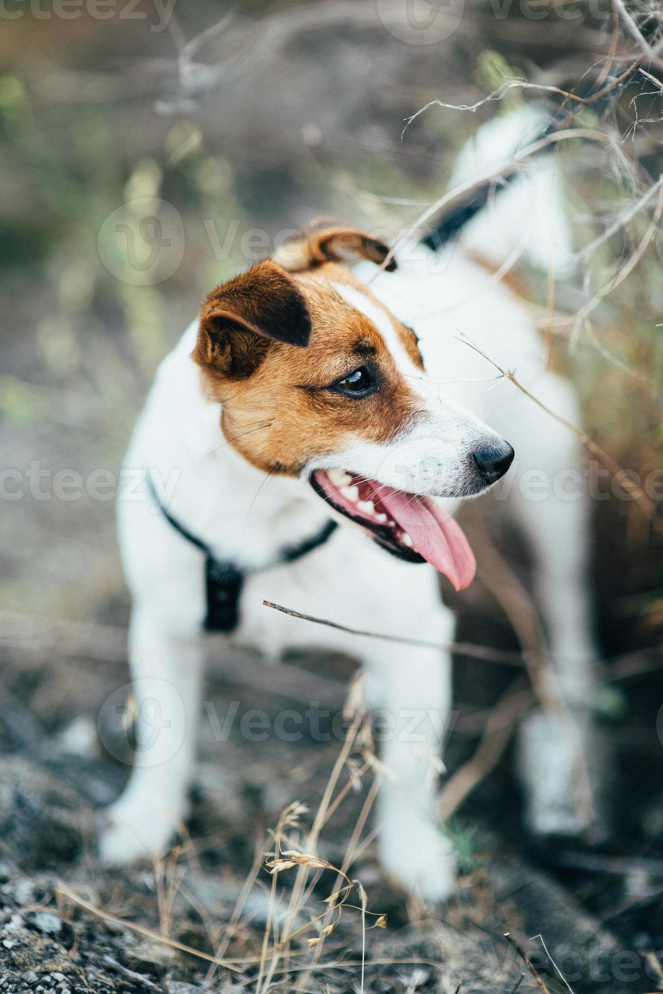 un piccolo cane di razza jack russell terrier a passeggio foto