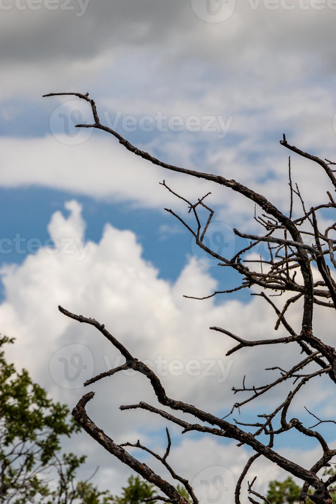 alberi e rami raggiungono il cielo foto