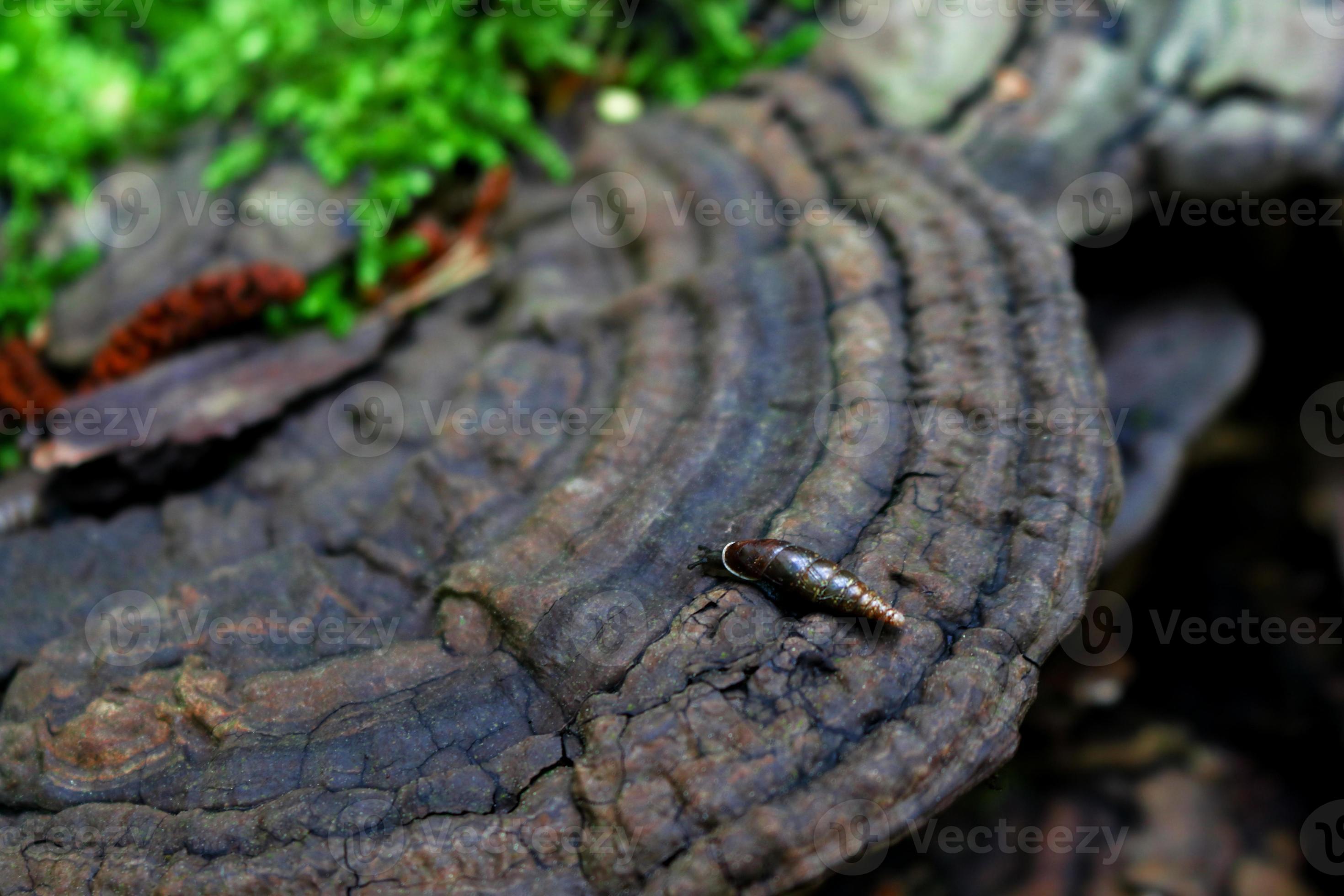 grande fungo di legno con piccolo guscio di lumaca allungato marrone e muschio foto