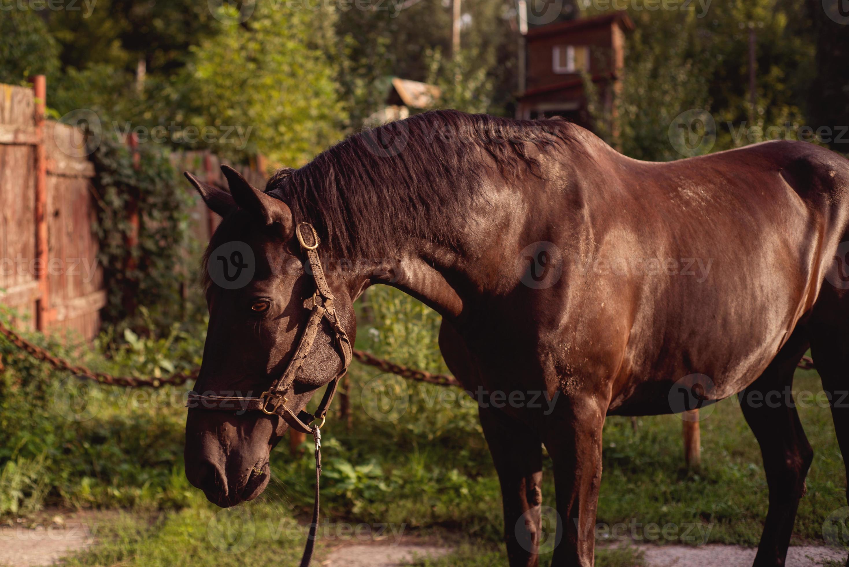 il cavallo marrone sta nella fattoria della luce del sole foto