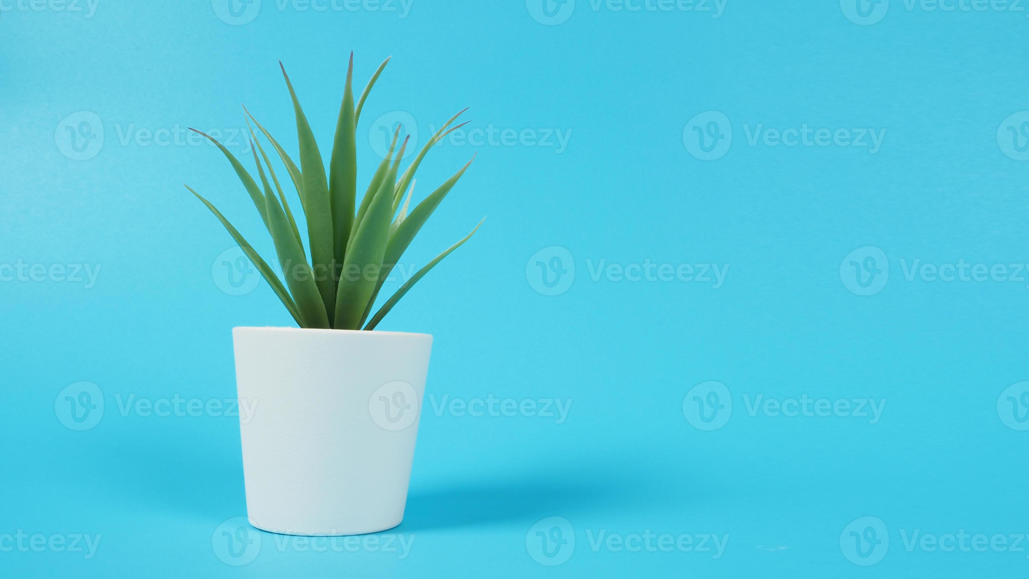 piante di cactus artificiali o plastica o albero finto su sfondo blu.  3556437 Stock Photo su Vecteezy