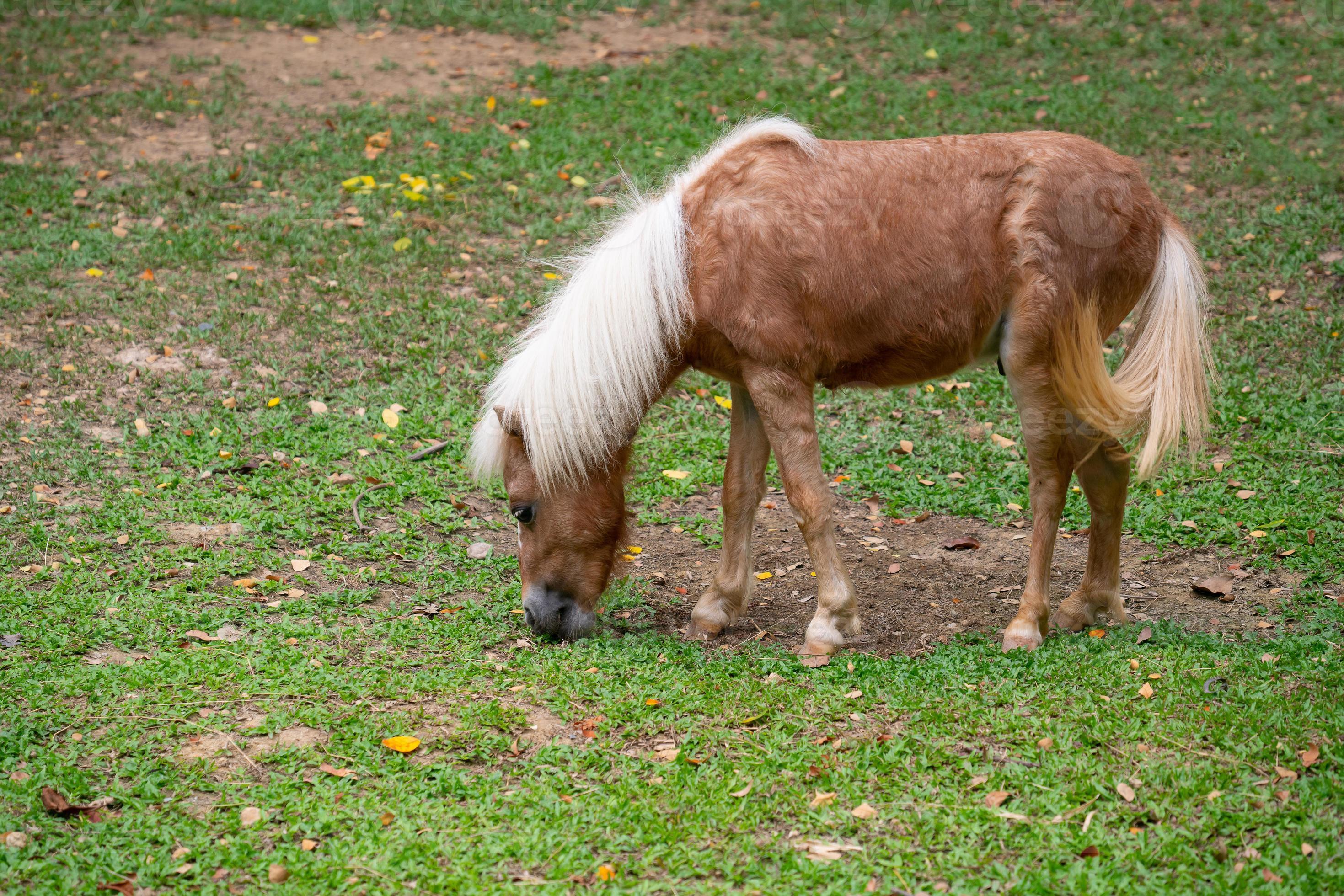 un' mini pony cavallo in esecuzione su il largo erba 29138080 Stock Photo  su Vecteezy