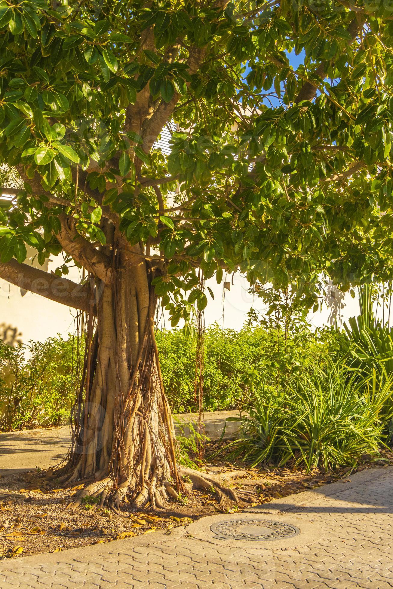 passerelle pedonali naturali di grande albero tropicale playa del carmen messico. foto