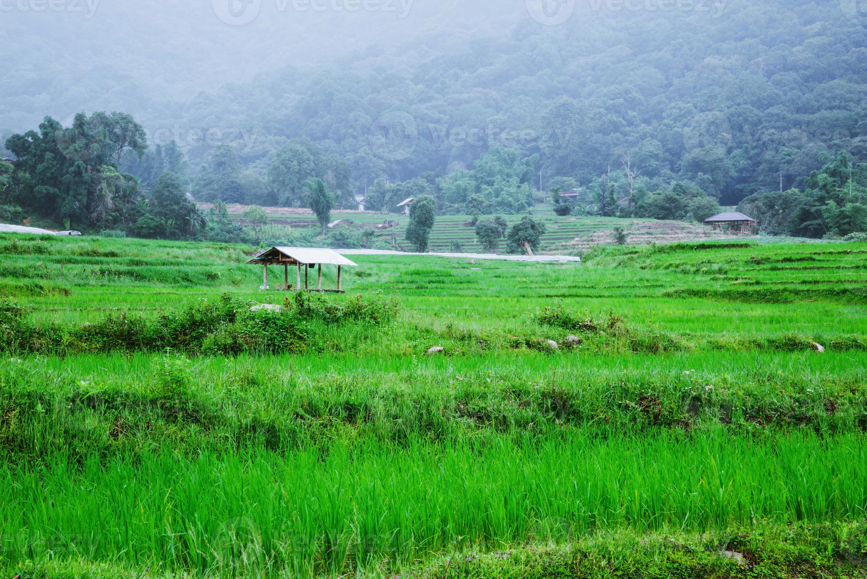viaggio natura viaggio relax. il paesaggio del campo di riso verde. nella stagione delle piogge a chiang mai, in thailandia. foto