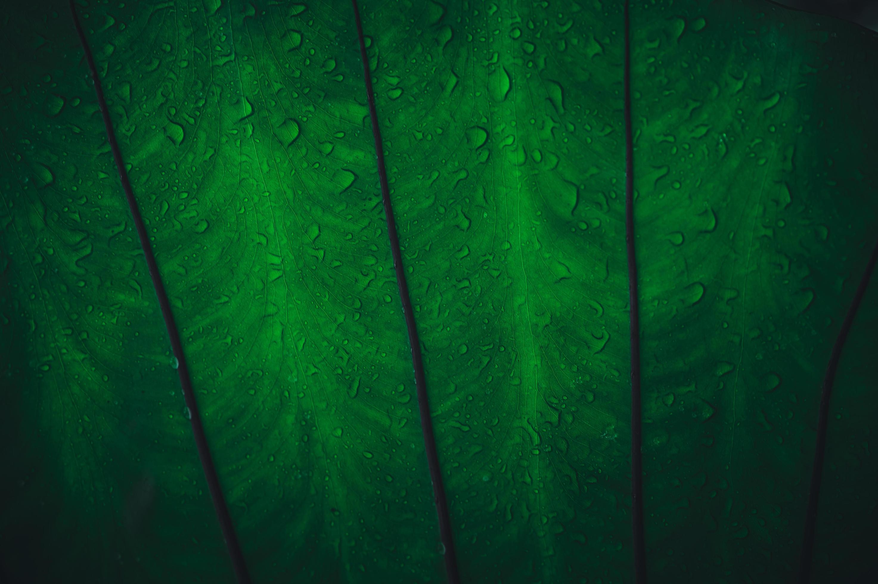macro gocce d'acqua sulle foglie amano l'ambiente foto