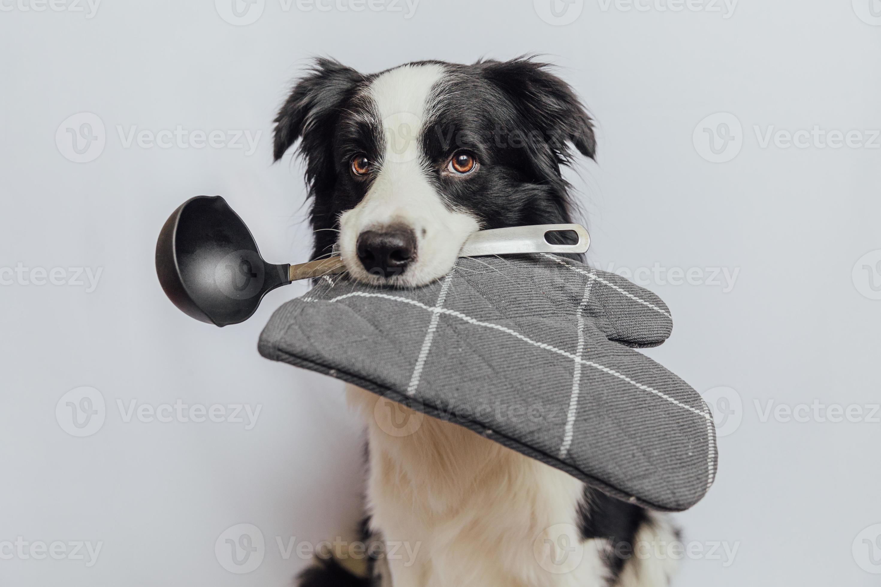 simpatico cucciolo di cane border collie con cucchiaio da cucina porta  mestolo in bocca isolato su sfondo bianco. chef cane che cucina la cena.  concetto di menu del ristorante di cibo fatto