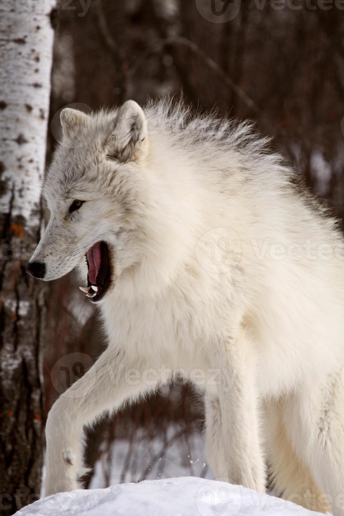 lupo artico in inverno foto