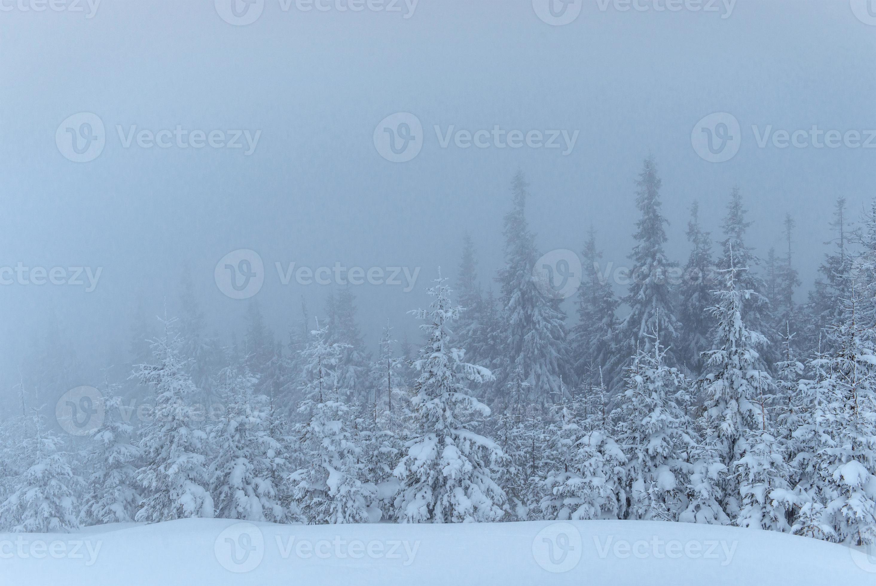 foresta invernale congelata nella nebbia. pino in natura coperto di neve fresca dei Carpazi, ucraina foto